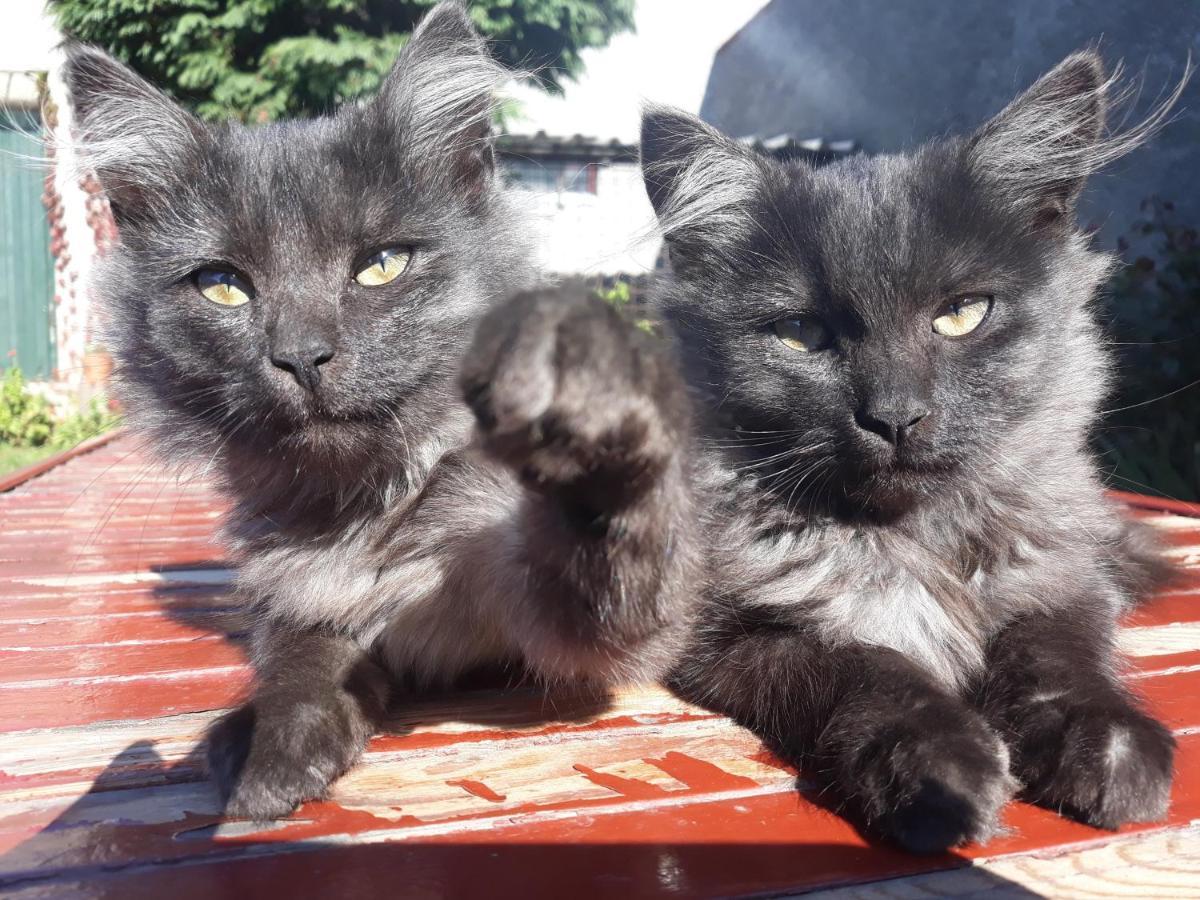 Ubytovani U Machalu Villa Leskovec Nad Moravici Buitenkant foto